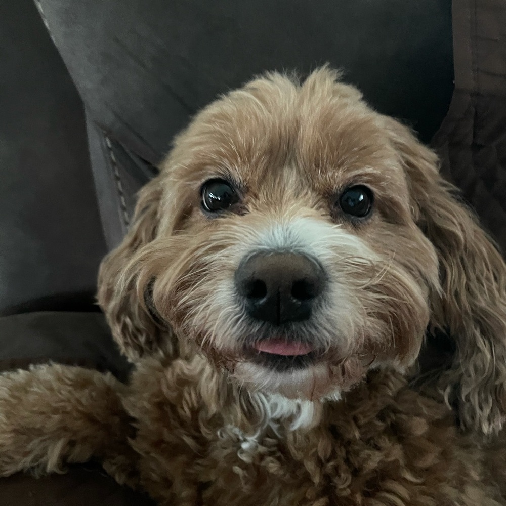 Meet your Posher, Leila